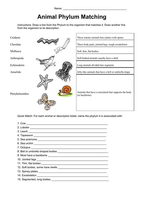 Unlocking Animal Phylum Classification: Get your Matching Answer Key Now!