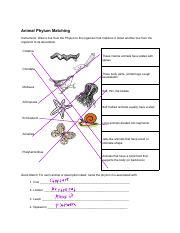 Unlock the Answers with Our Animal Phylum Matching Worksheet Answer Key