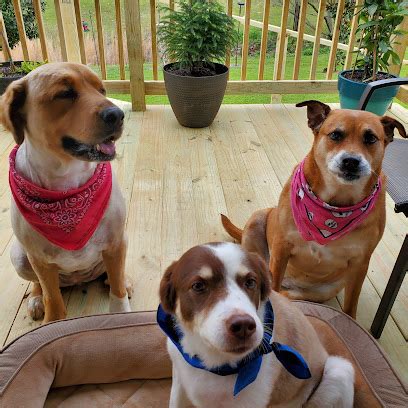 Protecting Our Furry Friends: The Animal Protection League in Longview