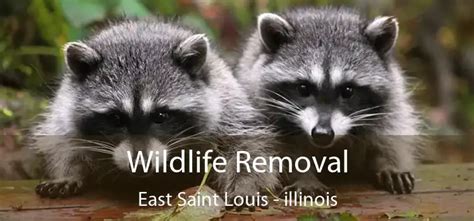 Effective Animal Removal Services in Saint Louis: Get Rid of Nuisance Wildlife Today!