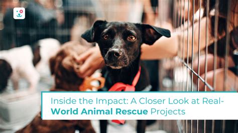 Animal Rescue Impact