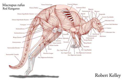 Animal Skeleton and Muscles