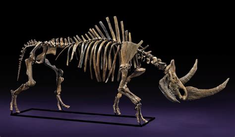 Discover the Fascinating World of Animal Skeletons for Sale: A Unique Addition to Your Collection