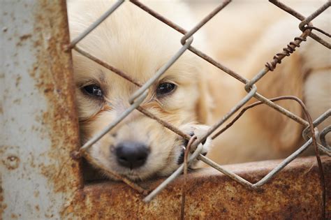 The Silent Suffering: Understanding the Need for Improved Animal Welfare