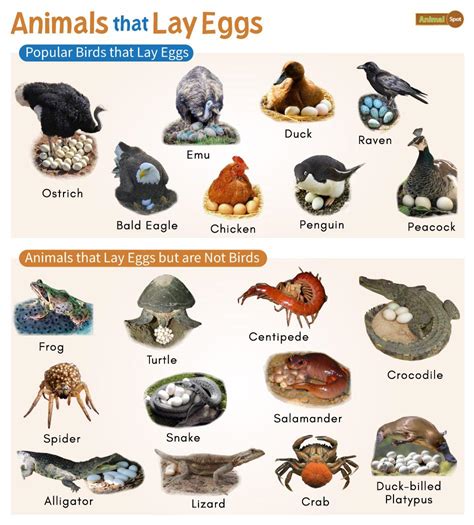 Discovering the Fascinating World of Animals That Come to Shore to Lay Eggs - A SEO Title.