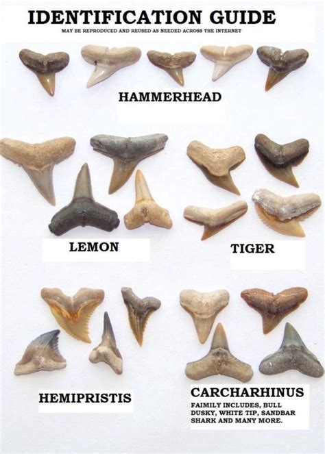 Animal Tooth Identification Chart
