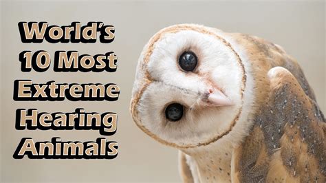The Top 10 Animals with the Sharpest Sense of Hearing for Enhanced Survival