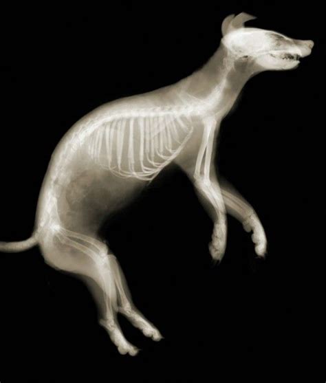 Animal X Ray Printable
