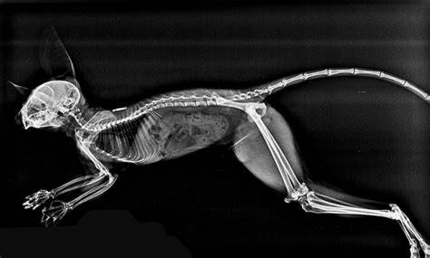 Animal X-Ray Pictures