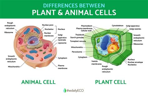 Unlocking the Mysteries of Cells: An In-Depth Comparison Chart of Animal and Plant Cell Differences