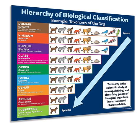 Animal classification chart