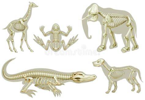 Animal Skeleton Illustrations