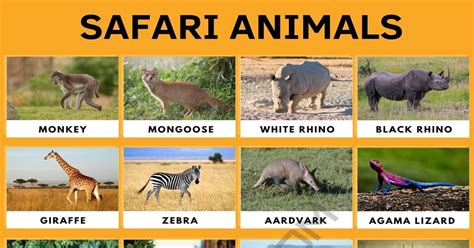 Animals Active Safari