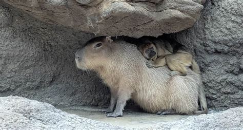 Animals Snuggling
