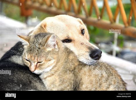 Animals Snuggling Images