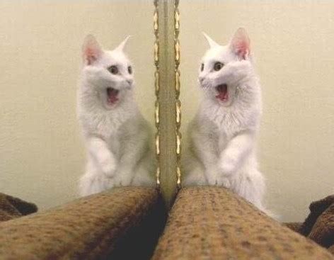 Animals That Fail the Mirror Test