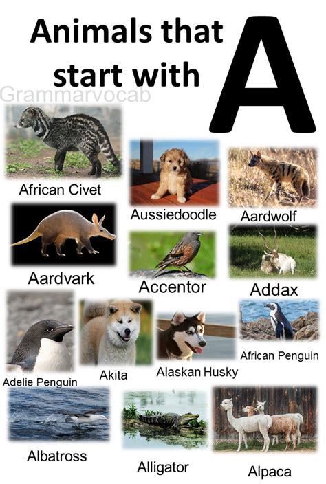 Animals That Start With A