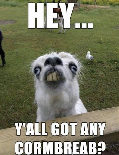 Animals With Funny Captions