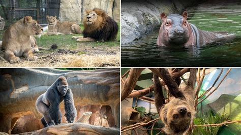 Animals at the zoo
