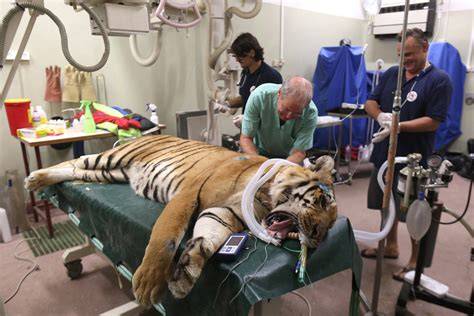 Animals once treated rather badly