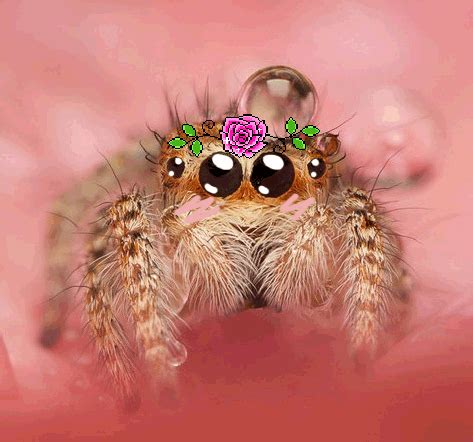 Animated Jumping Spider Gif