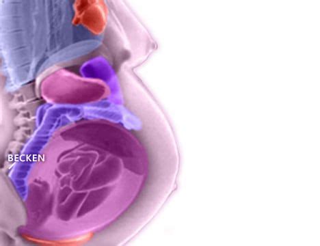 Animation Baby Im Bauch