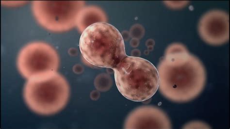 Unlocking the Wonders of Animation Binary Fission: An Essential Guide for Biology Enthusiasts