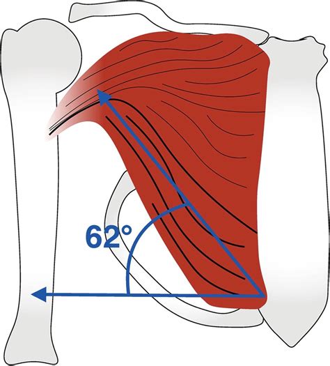 Unveiling Animation Deformity: Luminous Pictures That Illustrate The Truth