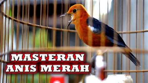 Anis Merah Masteran