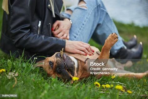 Anjing Berbaring Perut