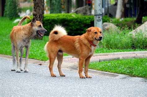 Anjing Liar In English