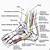 Ankle Tendon Anatomy