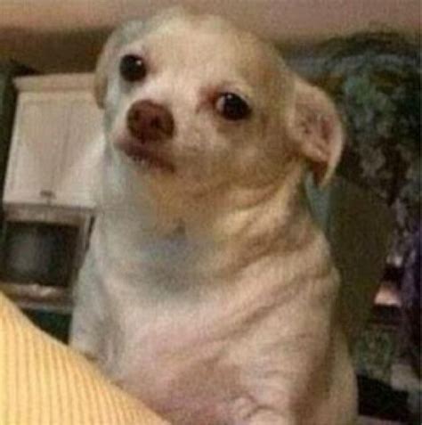 Annoyed Dog Meme