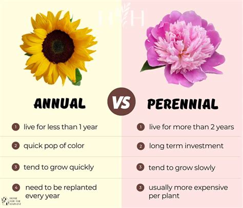 Annuals vs Perennials