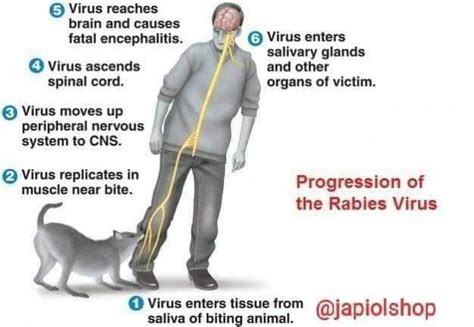 Ano Ang Epekto Ng Antirabies Sa Hindi Nakagat Ng Aso