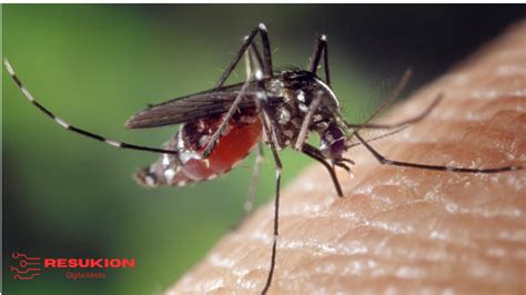 Anopheles : penyakit malaria disebabkan oleh gigitan binatang