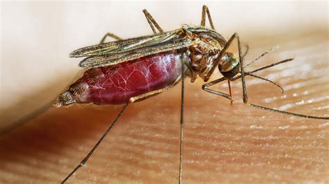 Anopheles Mosquitoes: Control, Prevention & Characteristics