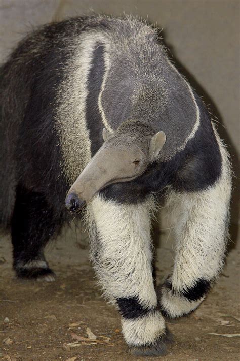 Ant Eater Image