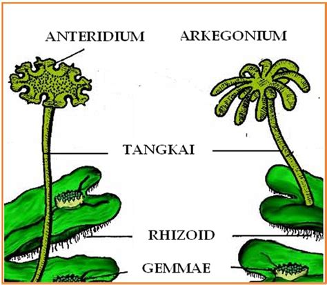 Anteridium dan Arkegonium yang Ada pada Tumbuhan Paku Terdapat pada