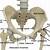 Anterior Hip Bone Anatomy