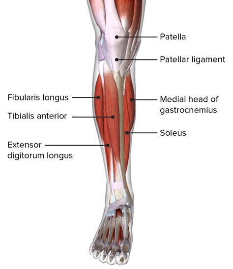 Posterior Calf Anatomy Muscles Of The Lower Leg Diagram