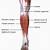 Anterior Leg Muscle Anatomy