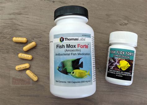 Antibiotics For Betta Fish