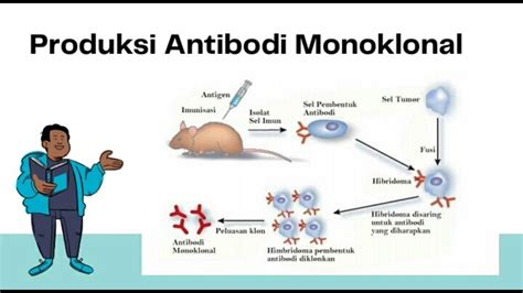 Langkah-Langkah Pembuatan Antibodi Monoklonal