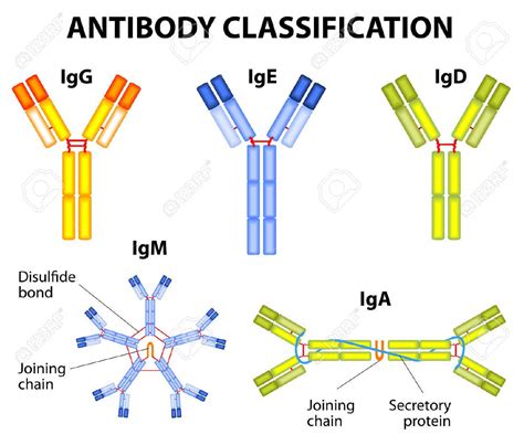 Isotypes