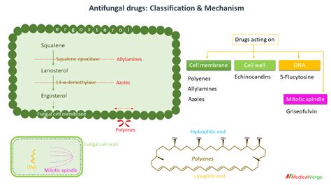 Antifungal