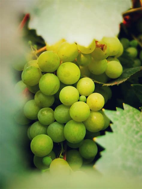 Antioksidan Pada Anggur Muscat