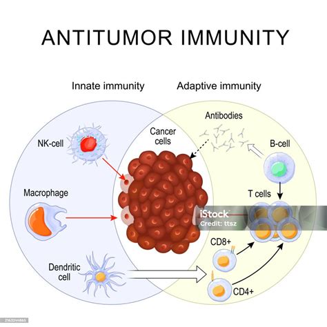 Antitumor