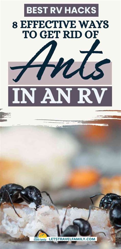 Ants in RV