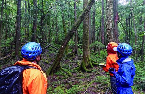 Aokigahara Forest Guide